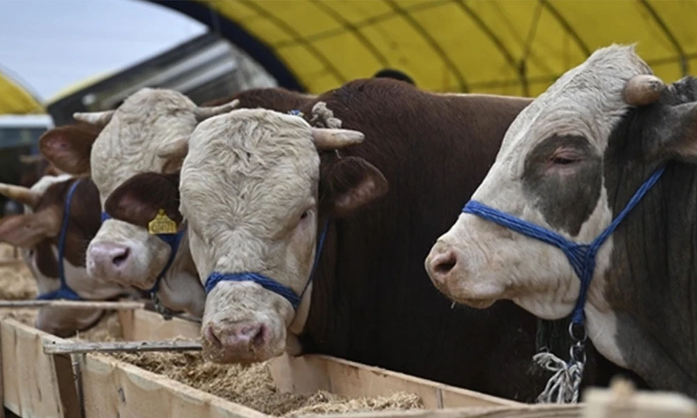 Kelkit Hayvan Pazarında Ramazan Bereketi: Doğu’dan Müşteri Akını, Et Satışları Patladı!