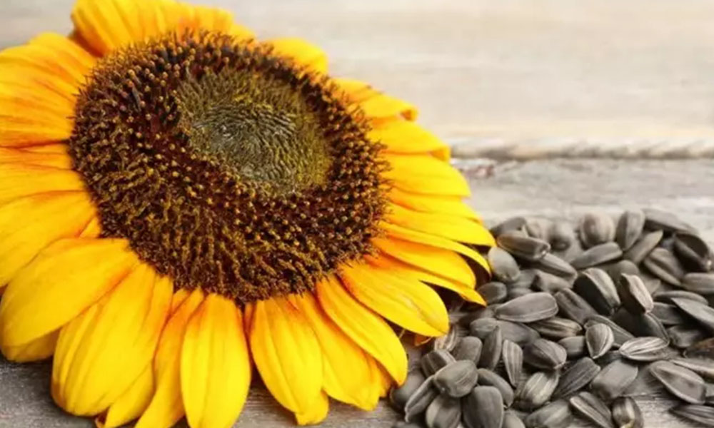 Kelkit’te Tarımda Devrim: Ay Çekirdeği Her Şeyi Değiştirecek!