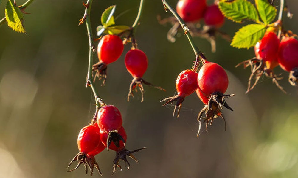 Gümüşhane’de Yetiştirenin Yüzü Gülecek: Dağların Kırmızı Altını Kuşburnu!