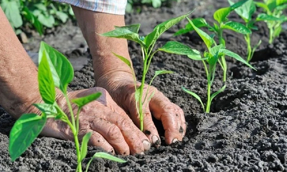 Torullu Üreticiler Dikkat! Sebze Fidesi Başvuruları İl Müdürlüğü’ne Yapılacak