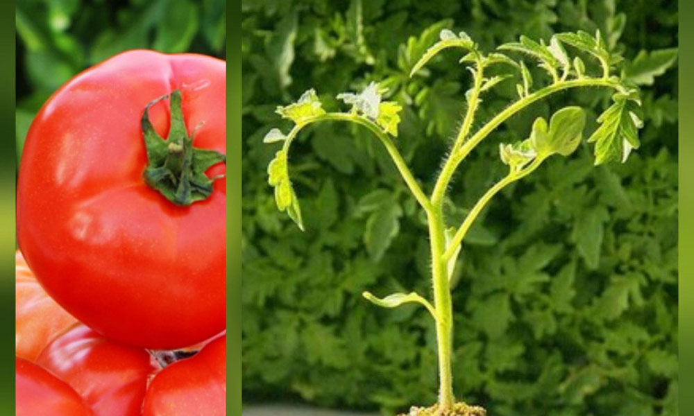 Torul’da Çiftçilere Fırsat! Sebze Fidesi Başvuruları Başladı, Fiyatlar Belli Oldu