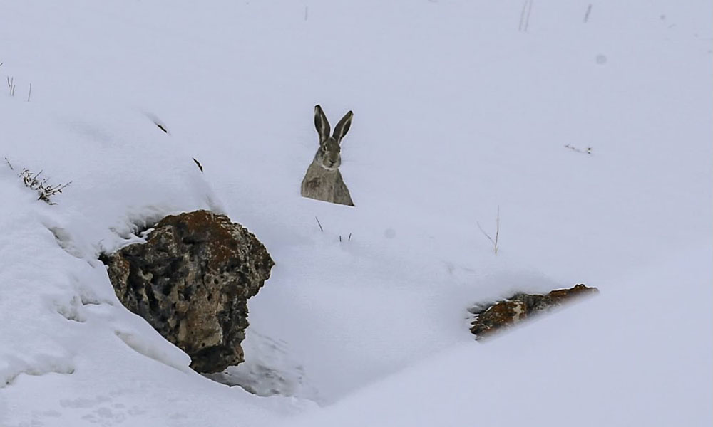 O Anlar Yürekleri Isıttı! Gümüşhane’de Karda Zıplayan Tavşanın Peşinde